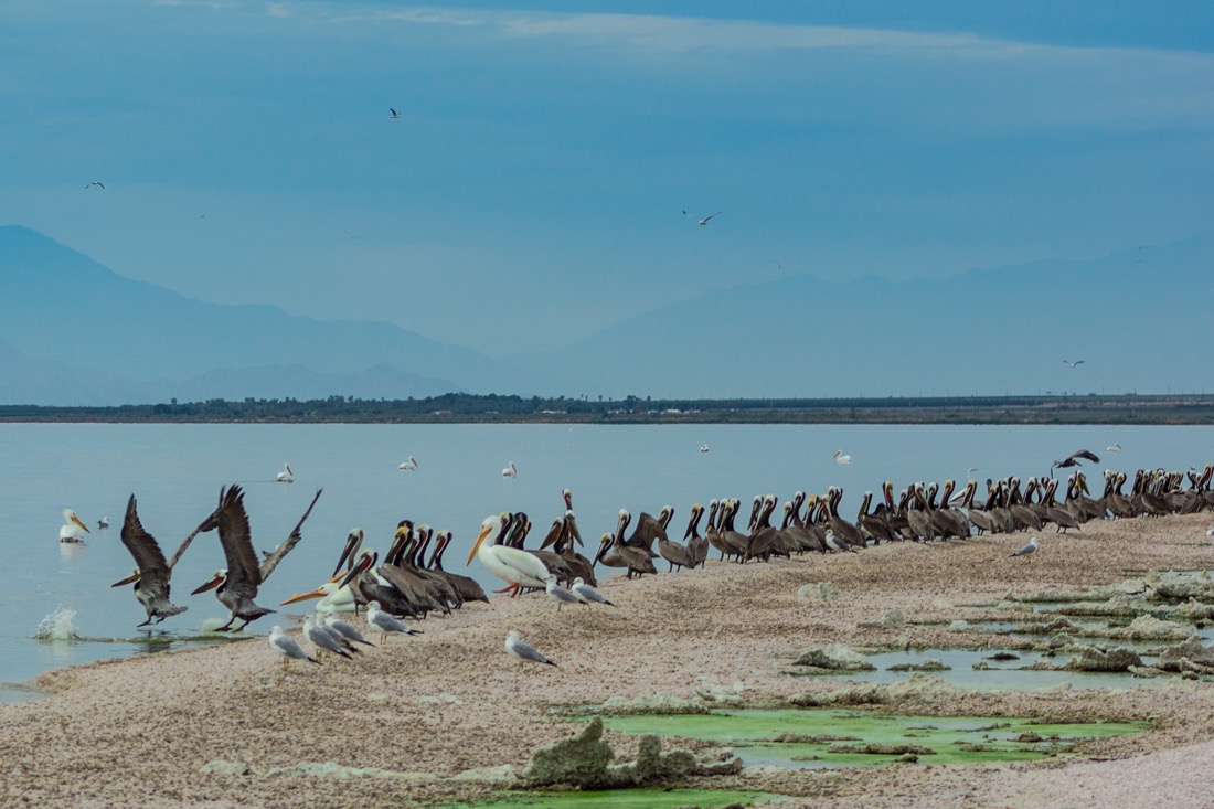 More Pelicans, Salton Sea.jpg
