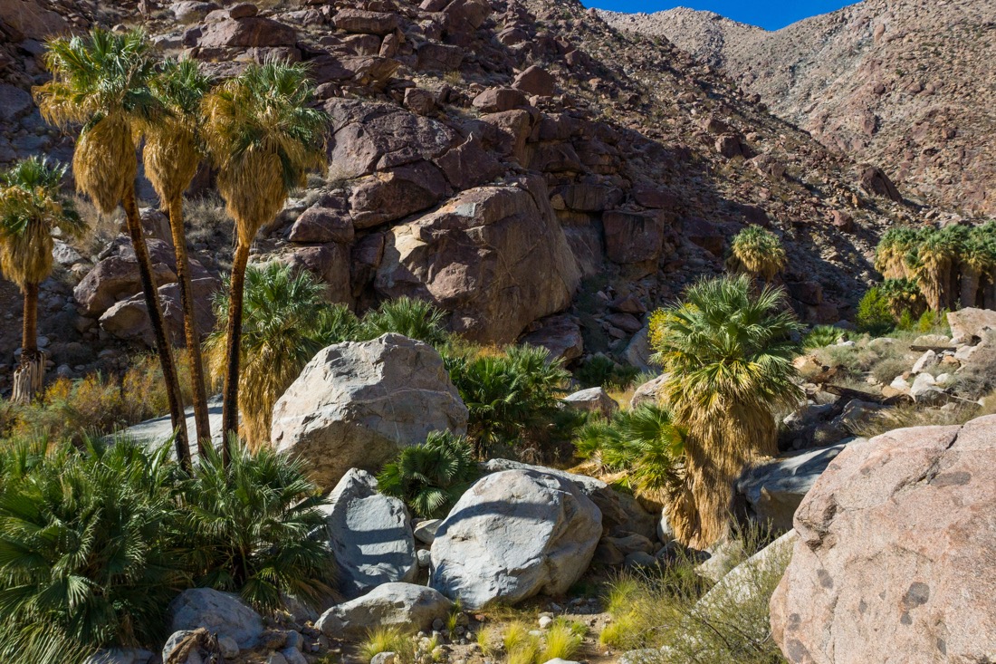 Palm Canyon, Anza Borrego State Park.jpg
