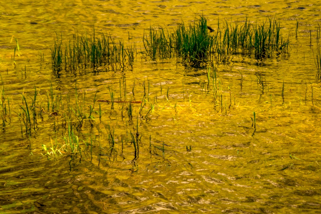 Ripples and Grasses, Yosemite.jpg