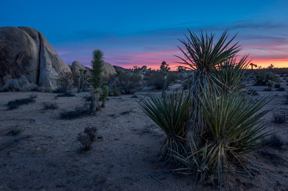 Sunset Cactus, Joshua Tree NP.jpg
