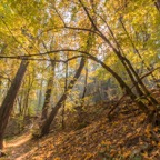 Fall Colors in Yosemite.jpg
