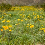 Anza Borrego Super Bloom.jpg