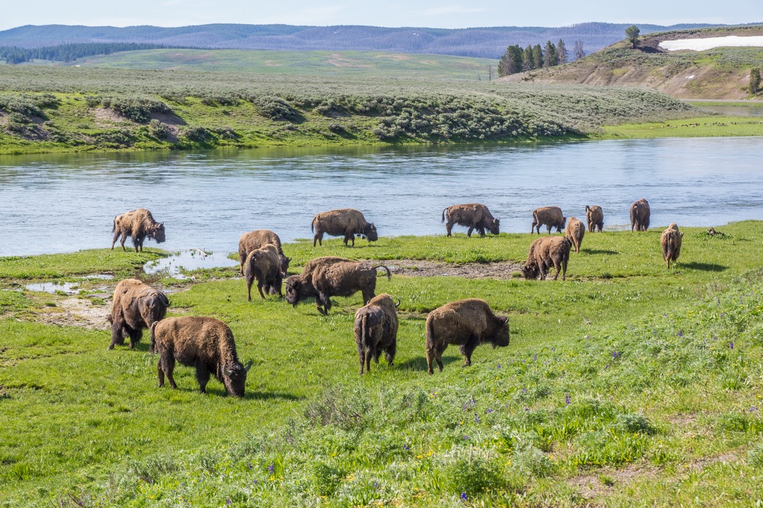 Bison at Yellowstone River.jpg