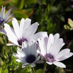 Backyard Flowers.jpg