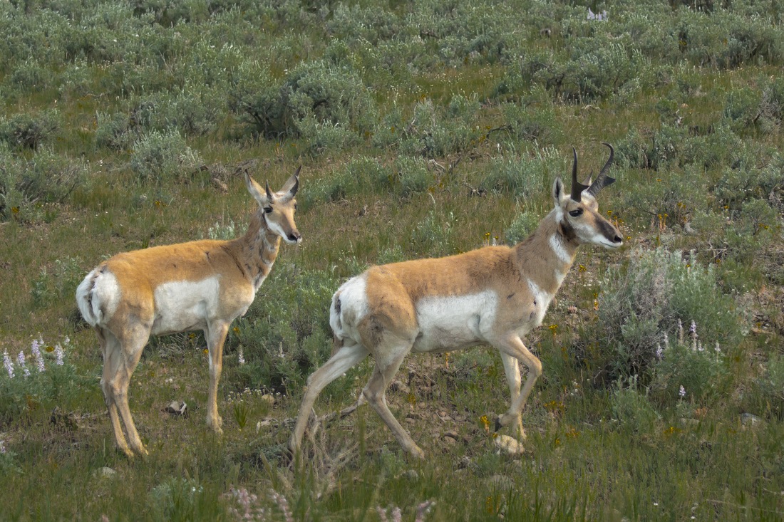 Yellowstone Pronghorn.jpg