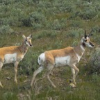Yellowstone Pronghorn.jpg