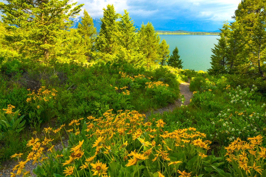 Path to the Lake.jpg