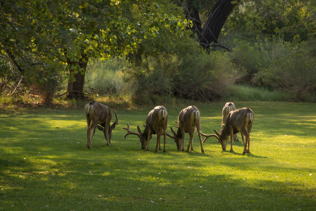 Mule Deer Bucks - Fruita, Capitol Reef.jpg