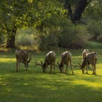 Mule Deer Bucks - Fruita, Capitol Reef.jpg