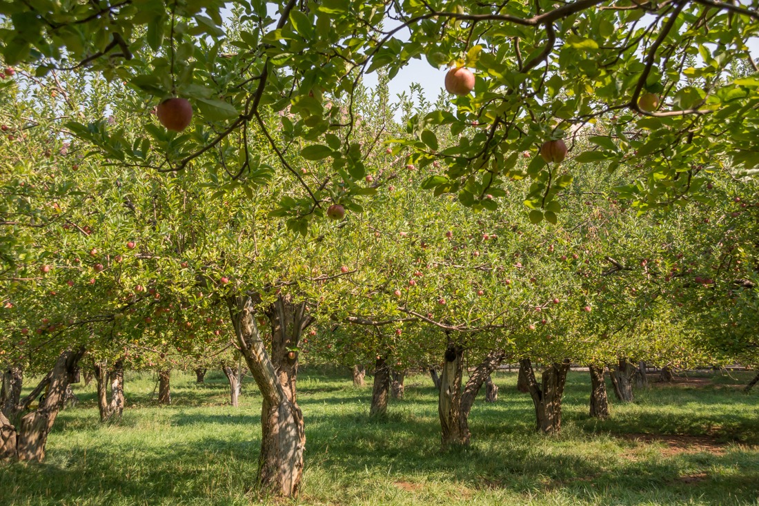 Historic Apple Orchard, Capitol Reef.jpg