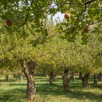 Historic Apple Orchard, Capitol Reef.jpg
