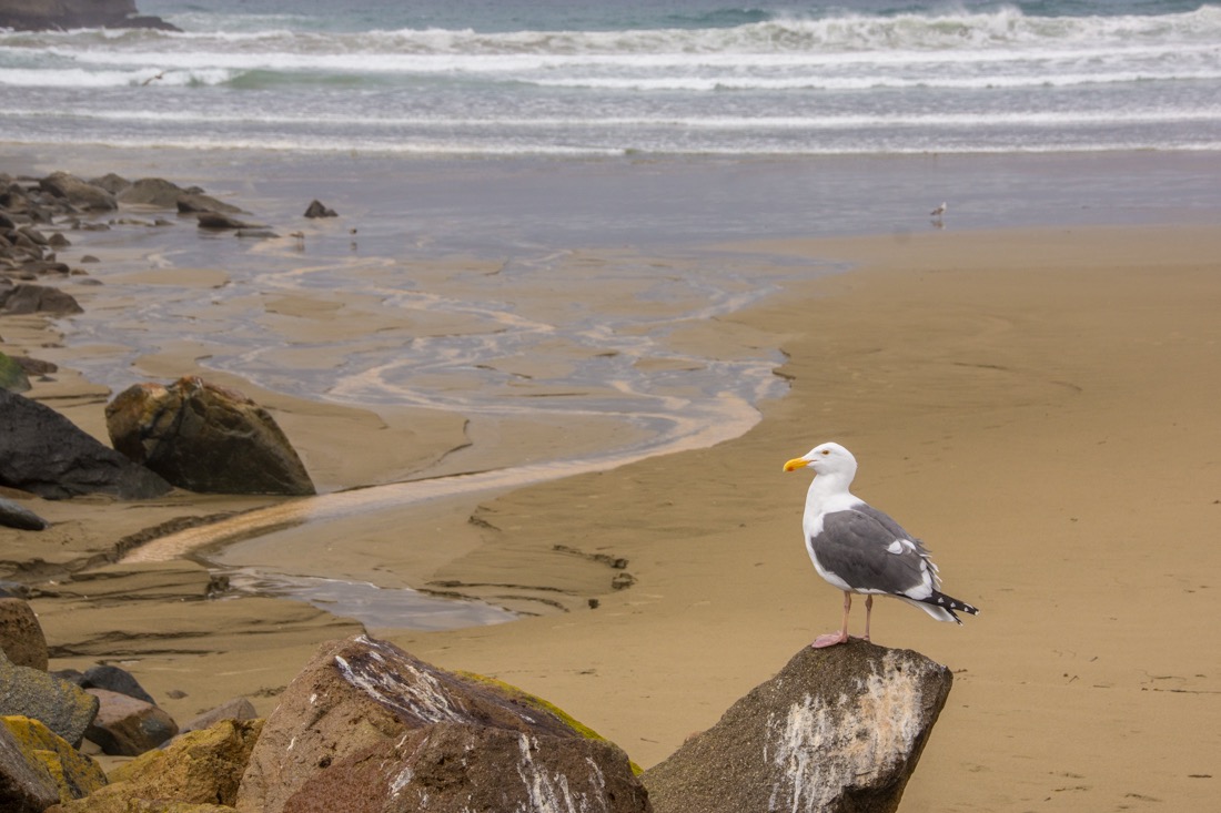 Gull on Rock.jpg
