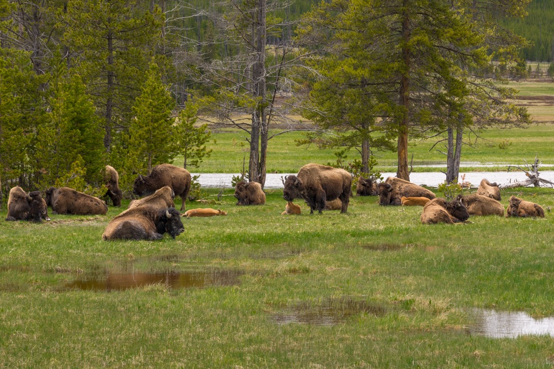 Bison Ressting.jpg