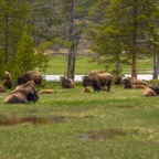 Bison Ressting.jpg